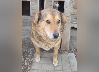♥BOSKO♥ verschmuster, bezaubernder, lockiger Rüde - eine echte Knutschkugel 51 cm