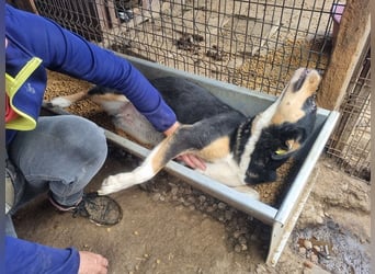 ♥KNOSPE♥ unterwürfige, ganz liebe und herzliche Hundedame 56 cm