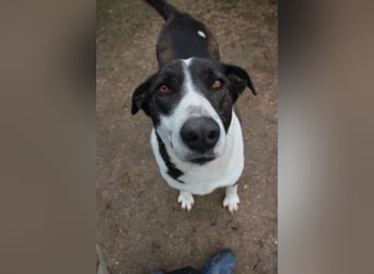 ⭐️YASIN⭐️, Traumtyp, Rüde, 2,5 Jahre, 56 cm, Mischling, Tierschutz Rumänien
