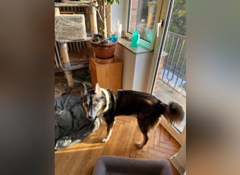 PUCKI, Husky-Border Collie-Mix, 7 Jahre, 60 cm, Pflegestelle Düsseldorf, Tierschutz