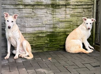 ♥SEPPI♥ auf Pflegestelle bei Köln - süßer, ganz lieber, etwas unsicherer Junior 59 cm