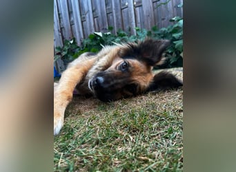 DIANA, coole Begleiterin, 4 Jahre, 55 cm, Pflegestelle Duisburg, Tierschutz Rumänien