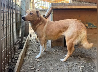 ♥RONJA♥ süße, stille, zarte Seele, der der Stress im Tierheim sichtlich zusetzt 50-55 cm