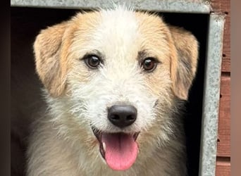 ♥MARLON♥ auf Pflegestelle bei Köln - hübscher, sehr menschenbezogener, kluger und aktiver Rüde 54 cm