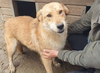 ♥NAEMI♥ ganz aufgeschlossene, verspielte, witzige Hündin 53 cm - ein echter Sonnenschein