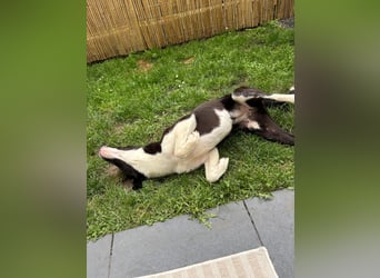 YAFFA, superliebe Spätzünderin, Pflegestelle Köln, 56 cm, 2,5 Jahre, Mischling, Tierschutz Rumänien