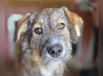 ♥BAMBOLO♥ zuckersüßer, sehr menschenbezogener, verspielter Junior, der gemobbt wird 53 cm