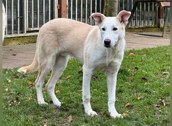 ♥SEPPI♥ auf Pflegestelle bei Köln - süßer, ganz lieber, etwas unsicherer Junior 59 cm