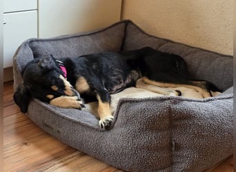 ♥STELLA♥ auf Pflegestelle bei Leverkusen -unglaublich menschenbezogene, aktuell zu dünne Hündin 60cm