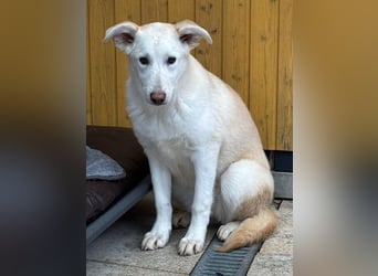 ♥SINA♥ auf Pflegestelle bei Köln - zuckersüße, ganz liebe, noch unsichere Juniorin 59 cm