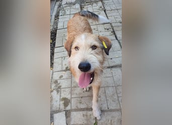 ♥CHAP♥ hübscher, ganz zutraulicher und neugieriger Gute-Laune-Hund 57 cm