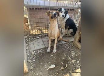 ♥OLIVIA♥ zuckersüße, sehr liebe Hündin, die im Tierheim anfangs noch vorsichtig ist 59 cm