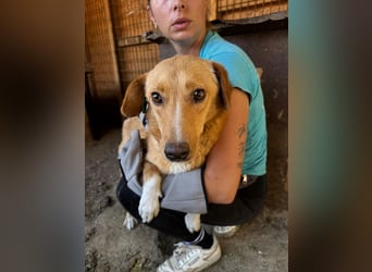 ♥RONJA♥ süße, stille, zarte Seele, der der Stress im Tierheim sichtlich zusetzt 50-55 cm