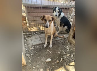 ♥OLIVIA♥ zuckersüße, sehr liebe Hündin, die im Tierheim anfangs noch vorsichtig ist 59 cm