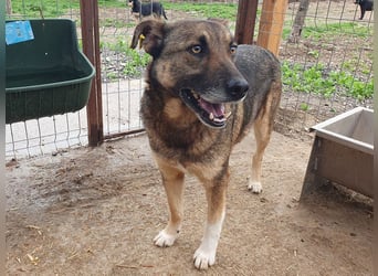 ♥NANDO♥ wunderbarer, ganz aufgeschlossener Rüde - eine wahre Frohnatur 53 cm