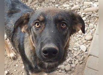 ♥MATTEO♥ wunderschöner, verschmuster, anhänglicher Junior mit leuchtend braunen Augen 52 cm