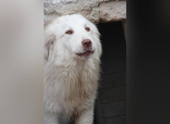⭐️DEXI⭐️, schüchterne Schönheit, Hündin, 1,5 Jahre, ca. 55cm, Mischling, Tierschutz Rumänien
