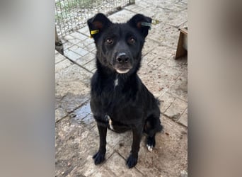 ♥KINDRA♥ süße, total liebe, verschmuste und unaufdringliche Hündin 55 cm