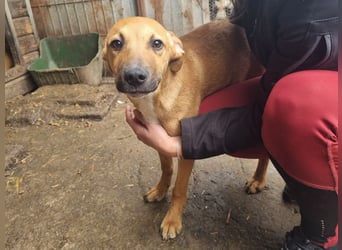 ♥KLAUSI♥ zuckersüßer, zarter, ganz lieber, verspielter Junghund -wird mittelgroß