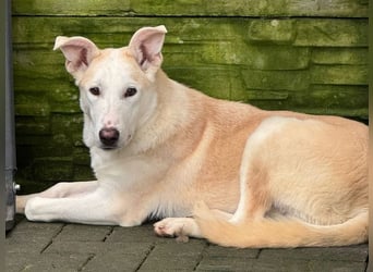 ♥SEPPI♥ auf Pflegestelle bei Köln - süßer, ganz lieber, etwas unsicherer Junior 59 cm