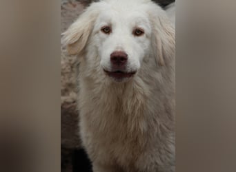 ⭐️DEXI⭐️, schüchterne Schönheit, Hündin, 1,5 Jahre, ca. 55cm, Mischling, Tierschutz Rumänien