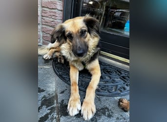 DIANA, coole Begleiterin, 4 Jahre, 55 cm, Pflegestelle Duisburg, Tierschutz Rumänien