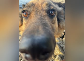 DIANA, coole Begleiterin, 4 Jahre, 55 cm, Pflegestelle Duisburg, Tierschutz Rumänien