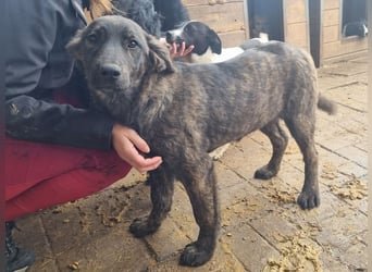 ♥MELISSA♥ unfassbar menschenbezogene, wunderschöne gestromte Junghündin - wird größer