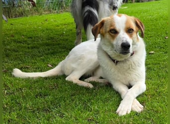 ♥BRAJA♥ auf Pflegestelle bei Leverkusen - wundervolle, verschmuste Hündin, die begeistert 54cm