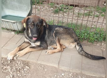 ♥MATTEO♥ wunderschöner, verschmuster, anhänglicher Junior mit leuchtend braunen Augen 52 cm