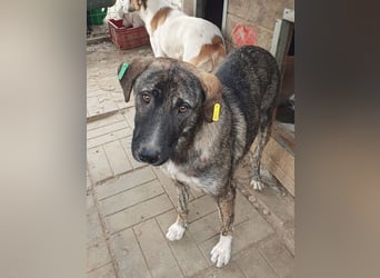 ♥FREDDY♥ süßer, sanfter, ruhiger Junghund mit einer sehr angenehmen zurückhaltenden Art 54 cm