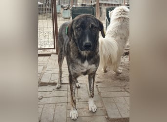 ♥FREDDY♥ süßer, sanfter, ruhiger Junghund mit einer sehr angenehmen zurückhaltenden Art 54 cm