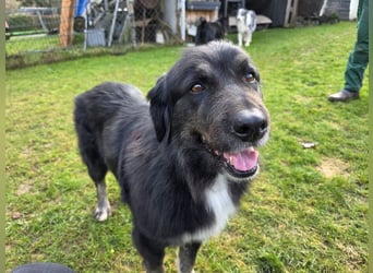 ♥SVENJA♥ neu auf Pflegest bei Leverkusen - wunderschöne, verschmuste Hündin mit längerem Fell 54cm