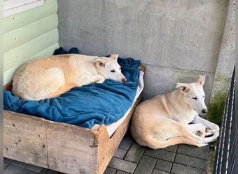 ♥SINA♥ auf Pflegestelle bei Köln - zuckersüße, ganz liebe, noch unsichere Juniorin 59 cm