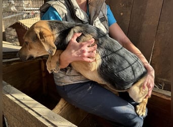 ♥VITA♥ sehr zutrauliche, liebe, neugierige Schmusebacke 52 cm