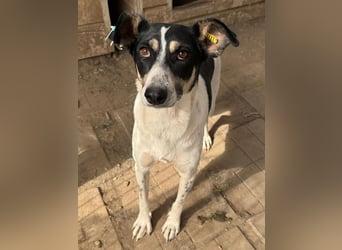 ♥AMANDA♥ süße, anhängliche, verschmuste und unkomplizierte Hündin 54 cm