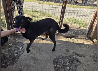 ♥DORINA♥ unglaubliche liebevolle, verschmuste Hündin, die die menschliche Nähe so vermisst 53 cm