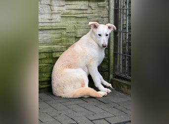 ♥SINA♥ auf Pflegestelle bei Köln - zuckersüße, ganz liebe, noch unsichere Juniorin 59 cm