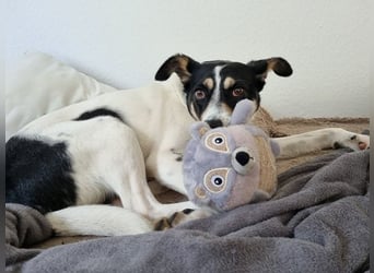 ♥AMANDA♥ auf Pflegestelle in Köln - süße, verschmuste und unkomplizierte Hündin 54 cm