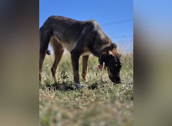 AMY, liebe Frohnatur, 2,5 Jahre, 59 cm, Mischling, Pflegestelle 57635, Tierschutz Rumänien