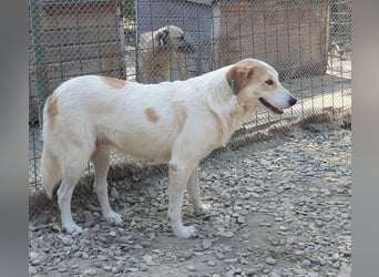 ♥CINDY♥ wunderschöne, neugierige Hündin, die noch unsicher im Umgang mit Menschen ist 54 cm