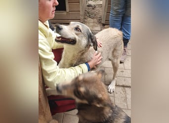 ♥QUENTIN♥ unglaublich menschenbezogener, verschmuster Rüde, der schon ein Zuhause hatte 55 cm