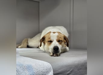 ♥BRAJA♥ auf Pflegestelle bei Leverkusen - wundervolle, verschmuste Hündin, die begeistert 54cm