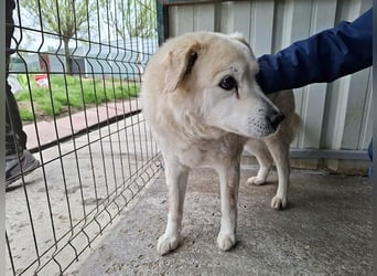 ♥FRANZ♥ ganz lieber, ruhiger, dankbarer Plüschhund, der ein Leben voller Entbehrungen hatte 52 cm