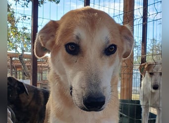 ♥RANDY♥ wunderschöner creme-weißer, anfangs noch zurückhaltender, ganz lieber Jungrüde 57 cm