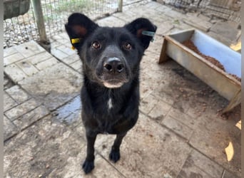 ♥KINDRA♥ süße, total liebe, verschmuste und unaufdringliche Hündin 55 cm