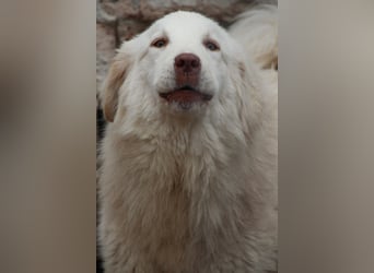 ⭐️DEXI⭐️, schüchterne Schönheit, Hündin, 1,5 Jahre, ca. 55cm, Mischling, Tierschutz Rumänien