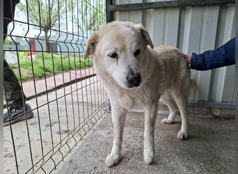 ♥FRANZ♥ ganz lieber, ruhiger, dankbarer Plüschhund, der ein Leben voller Entbehrungen hatte 52 cm