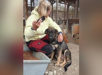 ♥MATTEO♥ wunderschöner, verschmuster, anhänglicher Junior mit leuchtend braunen Augen 52 cm