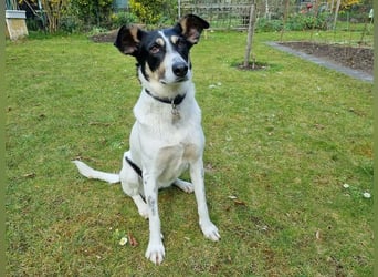 ♥AMANDA♥ auf Pflegestelle in Köln - süße, verschmuste und unkomplizierte Hündin 54 cm